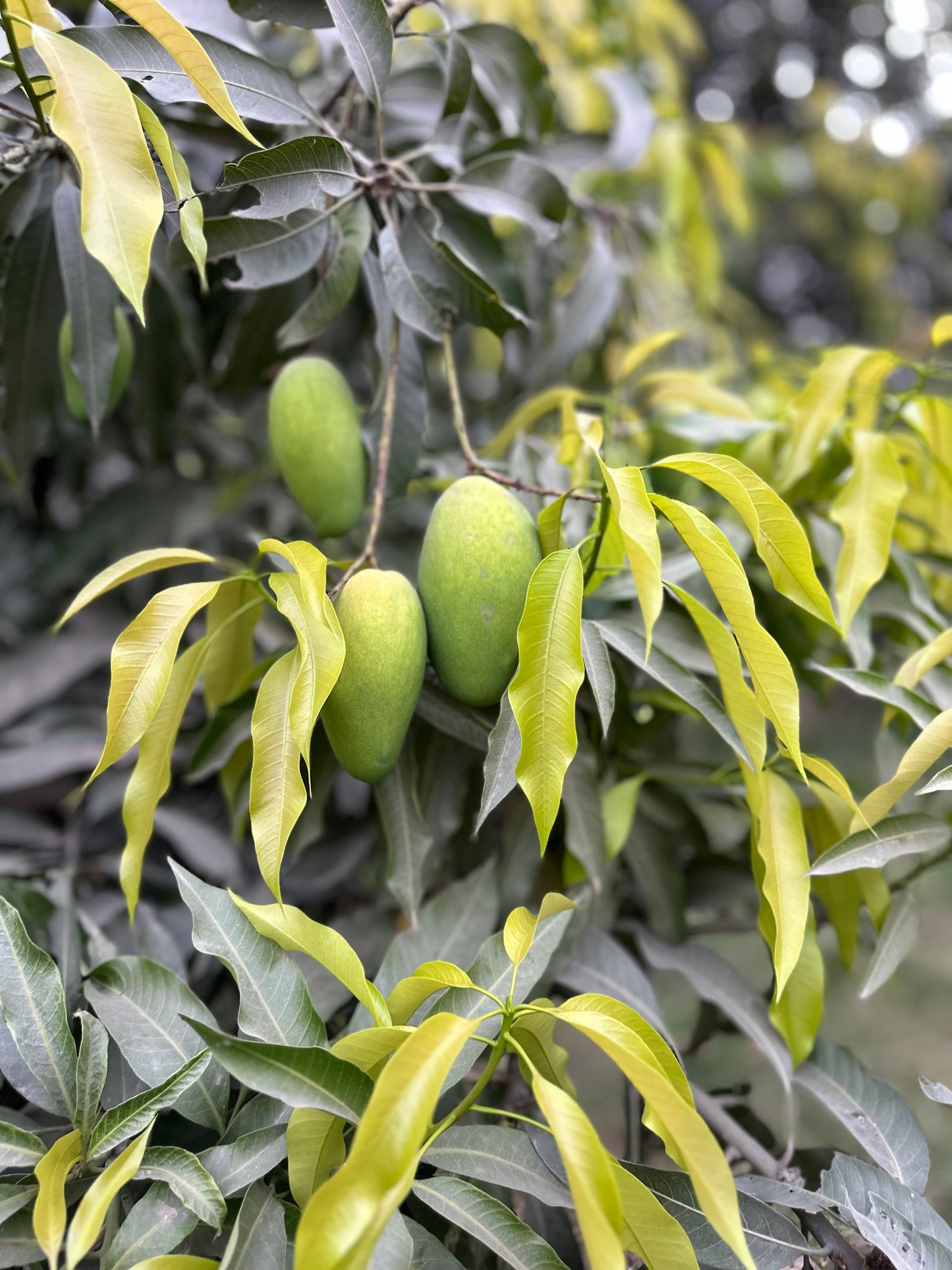 Export Quality Dussehri Mango Box