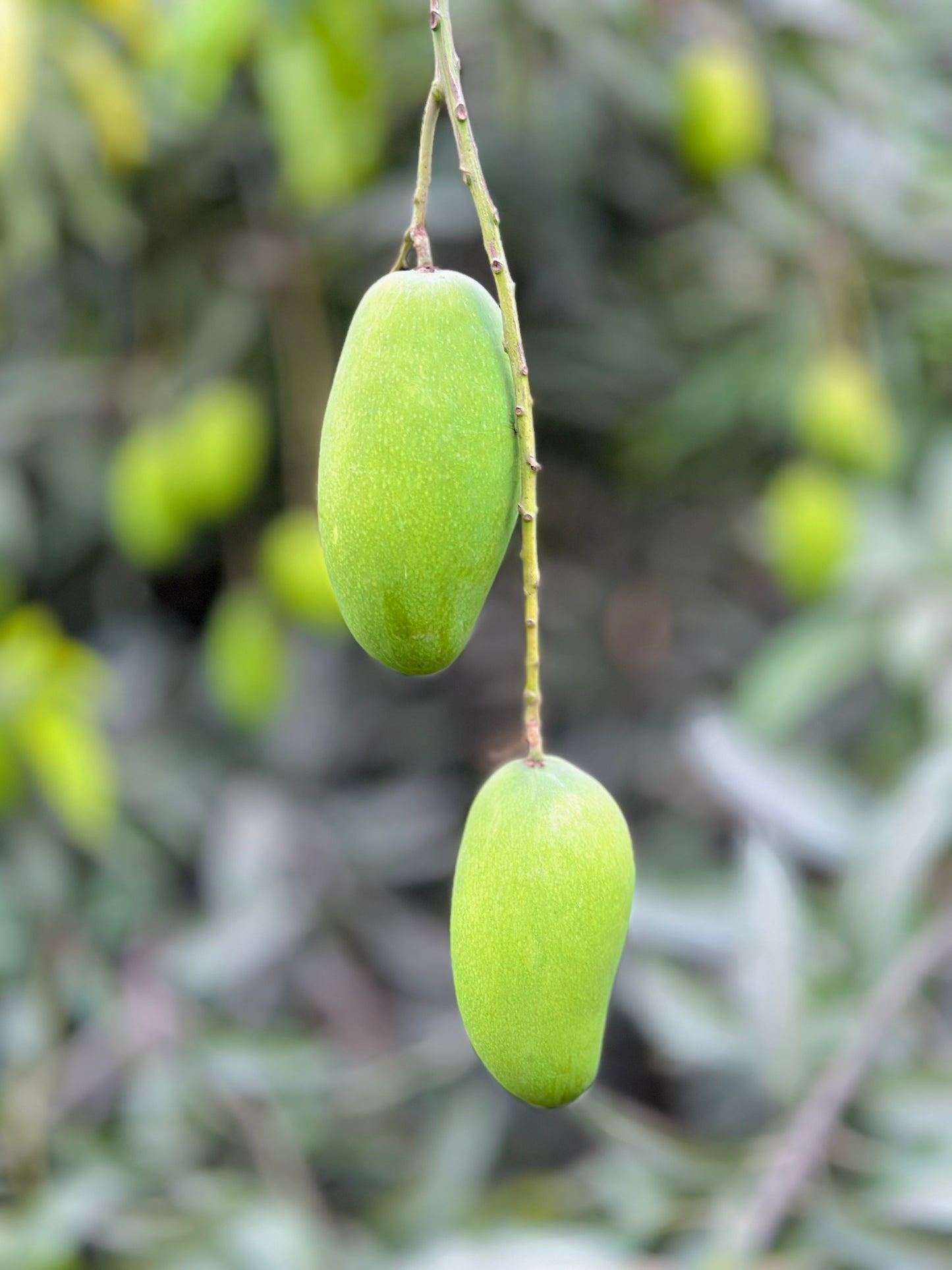 Export Quality Dussehri Mango Box