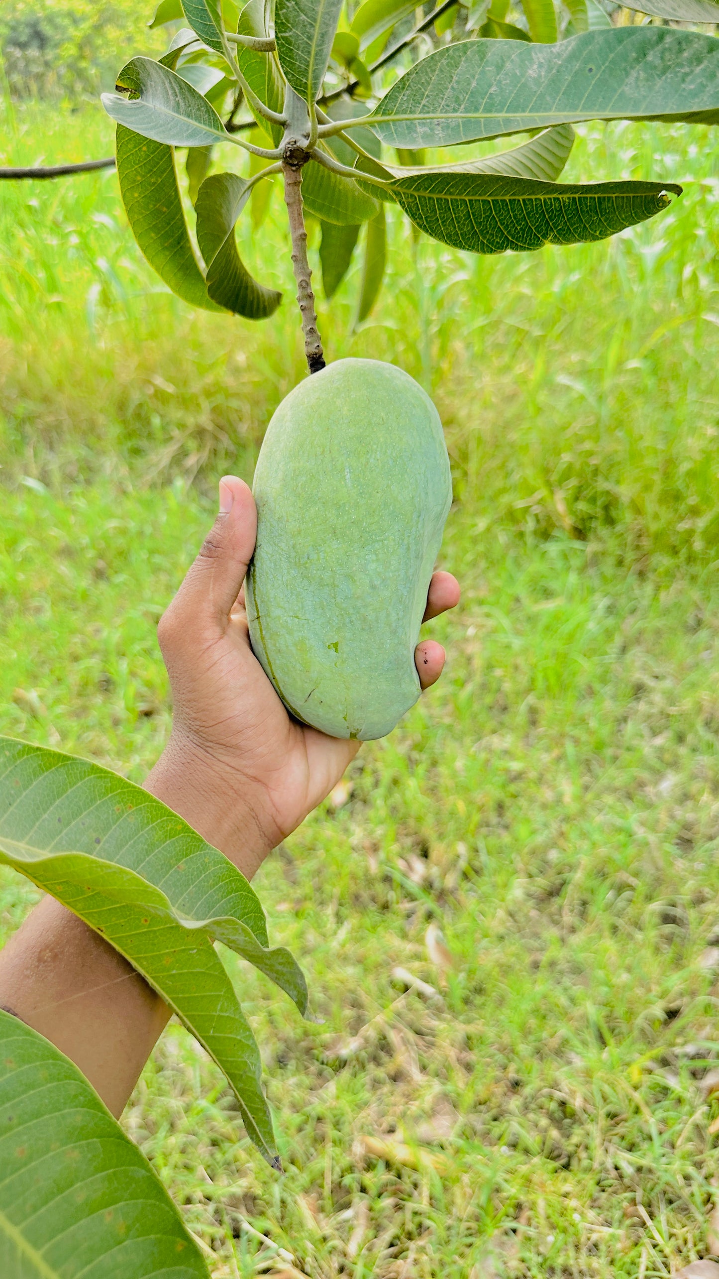 Export Quality Sindhri Mango Box