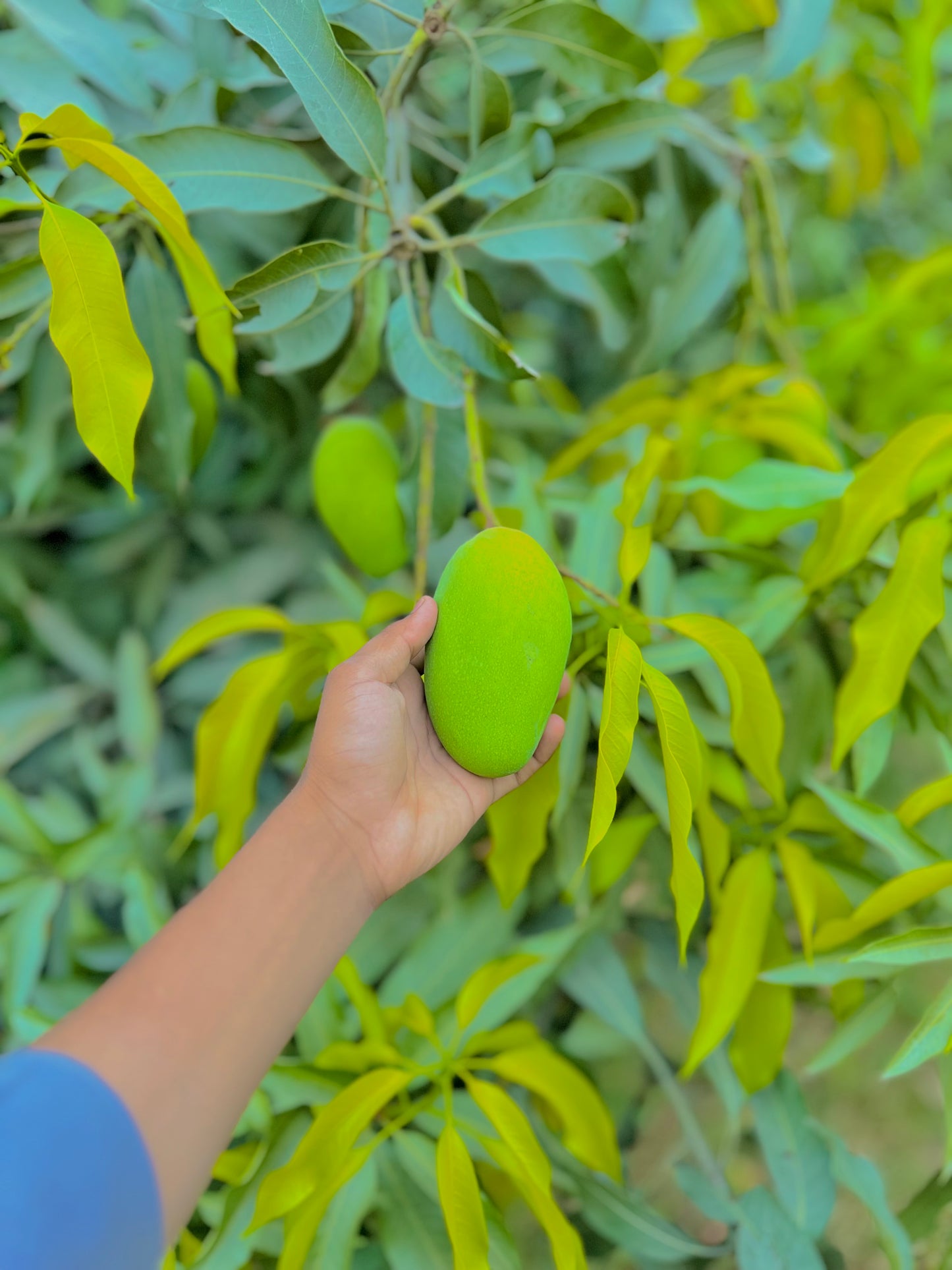 Export Quality Dussehri Mango Box